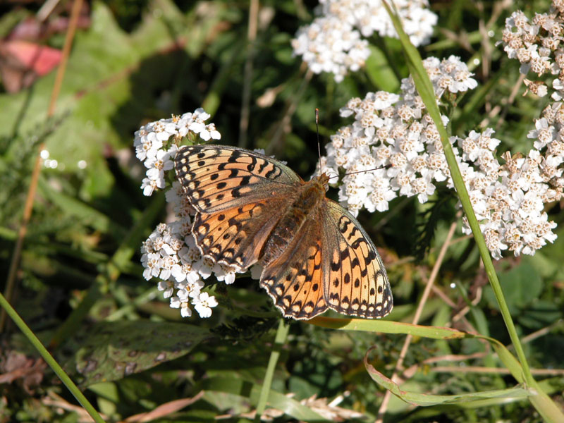 Argynnis aglaja